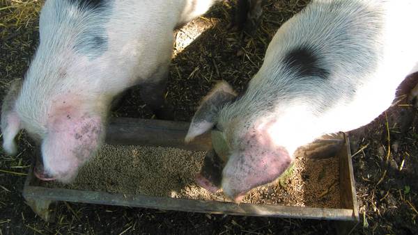 Fressende Schweine, Bild: Rose Davies