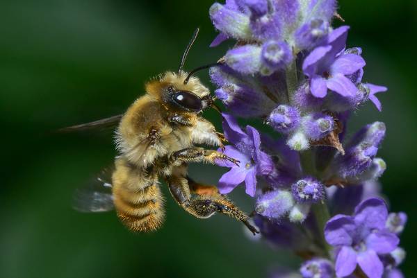 Biene fliegt Blüte an