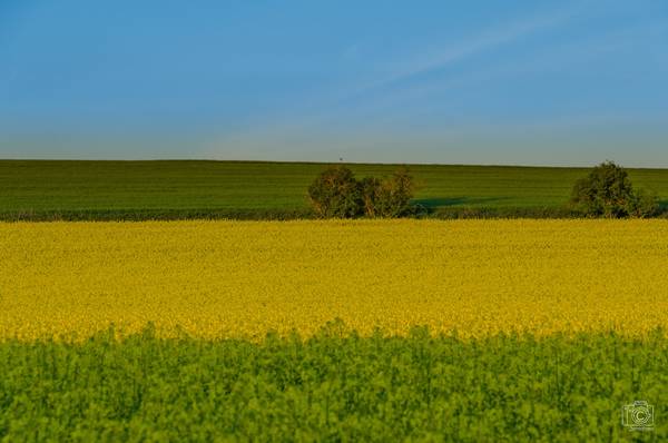 Braunkehlchen