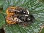 Gehörnte Mauerbienen bei der Paarung. Diese Wildbienenart ist in Deutschland nicht gefährdet. Foto: pjt56 - Wikipedia