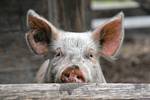 Fühlt sich dieses Schwein wohl? (Foto: Markus Walti, Pixelio)