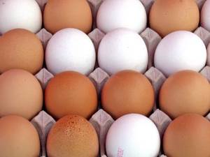 Eier