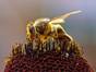 Honigbienen sind staatenbildende Fluginsekten. Neben Honig und Wachs werden weitere Produkte der Honigbiene vom Menschen genutzt. Foto: Jon Sullivan - Wikipedia