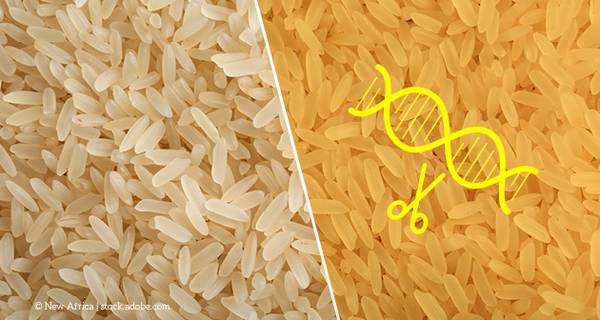 Reis, Golden Rice, Gentechnik