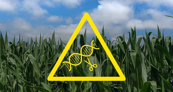 Mais, Gentechnik, Genschere, CRISPR