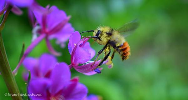 Wildbiene auf Blüte