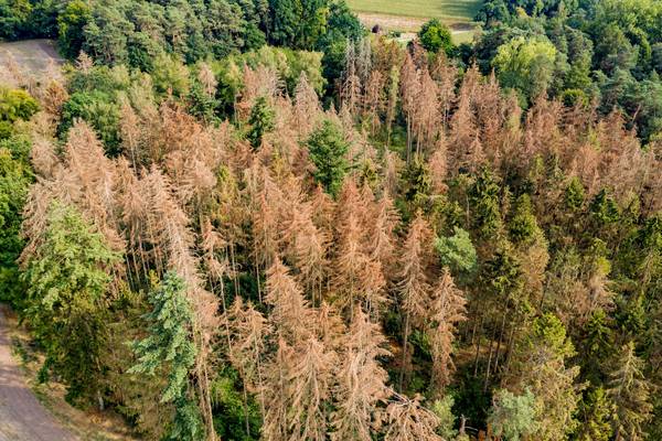 Verdorrte Bäume im Wald - Foto: ©reisezielinfo | adobe.stock.com