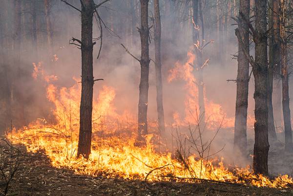 Ein Waldbrand kann in Holz und Boden vorhandene radioaktive Partikel freisetzen. (Bild: gilitukha  | stock.adobe.com)