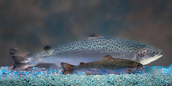 Gentechnik, Lachs, Turbo-Lachs, Turbo, Fisch, AquaBounty, Kanada