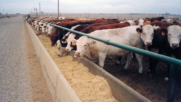 Feedlot in den USA