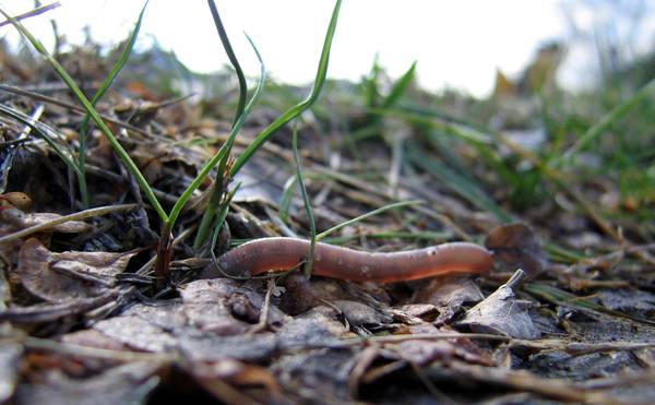 Regenwurm, Boden