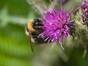 Heidehummel; sie liebt offene Landschaften wie Moore und Heiden, diese Wildbienenart gilt als gefährdet (Rote Liste, Kategorie 3). Foto: Will George | Flickr (CC BY-NC 2.0)