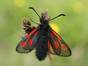 Alpenwidderchen; wie der Name schon sagt kommt diese Schmetterlingsart in den Alpen vor, sie gilt als vom Aussterben bedroht (Rote Liste, Kategorie 1). Foto: xulescu_g | Flickr (CC BY-SA 2.0)