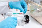 Hat Monsanto Studien manipuliert? <br> Foto: Anyaivanova / Fotolia.de