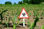 Wird bald mehr Gen-Mais in der EU angebaut? Foto: bildergala / Fotolia