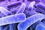 Immer mehr Bakterien sind gegen alle gängigen Antibiotika resistent, Foto: Fotolia