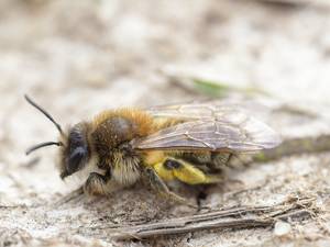 Zahlreiche Wildbienenarten wie die Frühe Sandbiene sind auf dem Rückzug.  (© gbohne / Flickr)