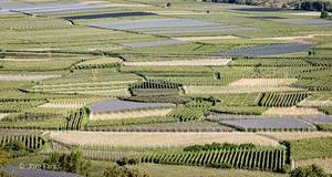 Intensiv bewirtschaftete Apfelplantagen in Südtirol (Bild: Jörg Farys / Umweltinstitut).