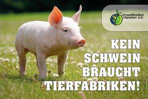 Kein Schwein braucht Tierfabriken!