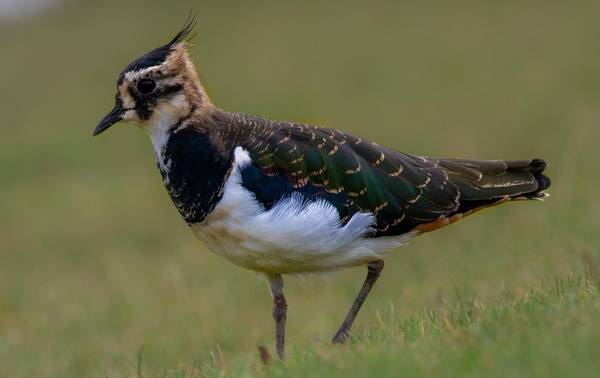 Kiebitz, Pixabay, TheOtherKev, Bodenbrüter, Vogel, Vögel