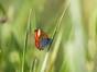 Großer Feuerfalter; der Schmetterling lebt auf Nass- und Feuchtwiesen und gilt als gefährdet (Rote Liste, Kategorie 3). Foto: Christian Pirkl | Wikimedia Commons (CC BY-SA 4.0)