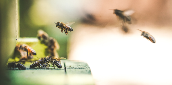 Eric Ward, Bienen, Bienenstock, Sammlerinnen