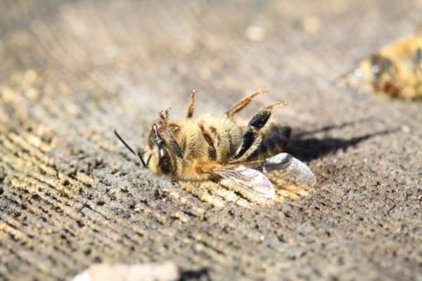 Das Bienensterben schreitet weltweit voran. (© rostichep / pixaby)