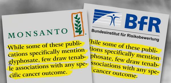 Textstellen aus dem Zulassungsantrag von Monsanto und dem Bewertungsbericht des BfR