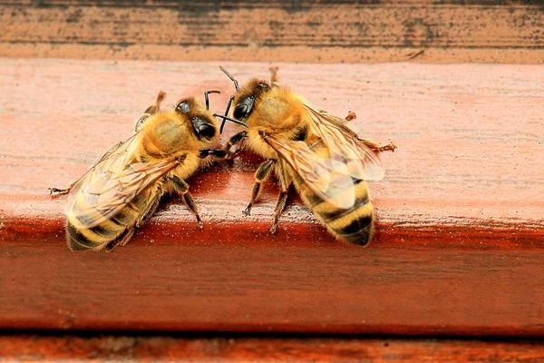 Zwei Honigbienen treffen sich am Bienenstock; Foto: pixabay