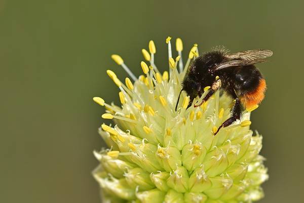 Hummel, Blüte