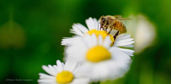 Biene auf Blume